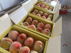 -南汇水蜜桃采摘(大团店)