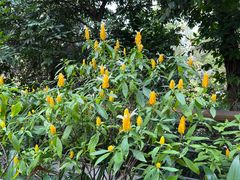 -深圳仙湖植物园