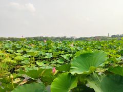 -大兴滨河森林公园