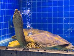 -大鹏饭店·金陵家宴(奥体中心店)