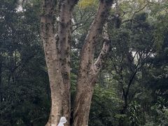 -广西壮族自治区药用植物园