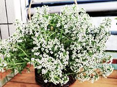 -双季花艺园艺市场(浦东店)