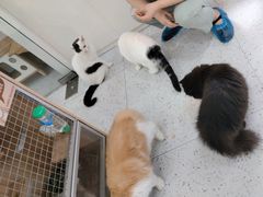 -喵园·猫主题咖啡厅·撸猫·猫咖(国贸店)