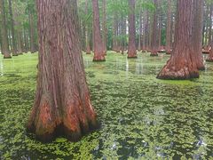 -渌洋湖湿地公园