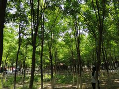 -西青郊野公园