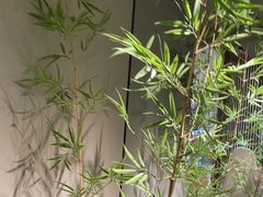 -绿茶餐厅(淮安吾悦广场店)