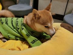 -逗柴咖啡屋·狗咖猫咖宠物桌游