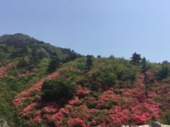 -木兰云雾山