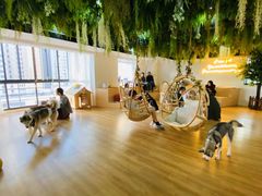 -Husky Go! 哈士奇体验馆·宠物咖啡厅狗咖