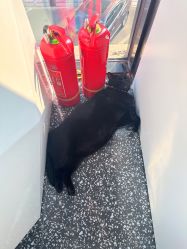 -飞梵造型