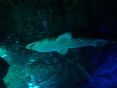 -瑞普利水族馆