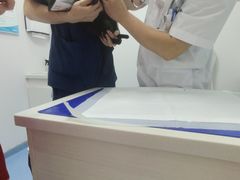 -博特宠物医院24h犬猫全科.骨科·异宠