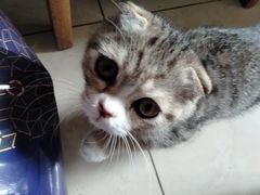 -喵百万·布偶·蓝金金渐层英短·猫舍(百子湾店)