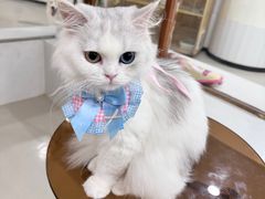 -共舞时光猫咖·狗咖(新街口店)
