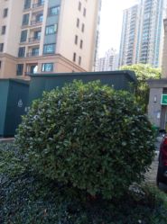 -茉莉花国际酒店·宴会厅