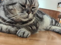 -有猫主题·治愈系猫咖(曾厝垵店)