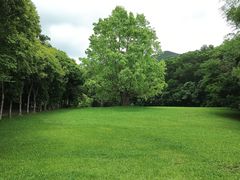 -深圳仙湖植物园