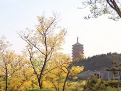 -永定河休闲森林公园