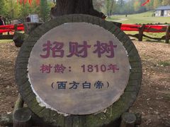 -千年银杏谷文化旅游区