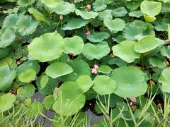 -羊亭河湿地公园