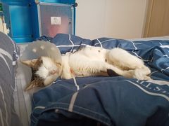 -瑞派·关忠动物医院·猫专科·犬专科(三环新城店)
