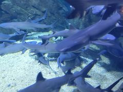 -烟台海昌鲸鲨海洋公园