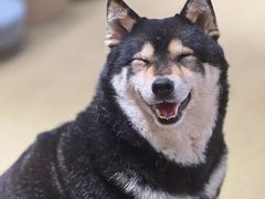 -逗柴咖啡屋·狗咖猫咖宠物桌游