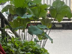-海陆丰明凤擂茶