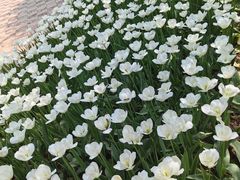 -洛阳郁金香牡丹园