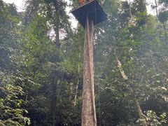 -西双版纳原始森林公园