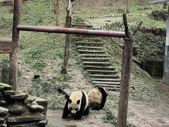-中国大熊猫保护研究中心雅安碧峰峡基地