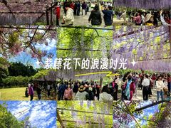 -嘉定紫藤园