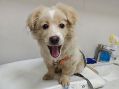 -博特宠物医院24h犬猫全科.骨科·异宠