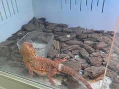 -青石桥花鸟鱼虫市场(叠翠城店)