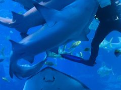 -太平洋海底世界