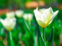 -长春公园(普阳街道)