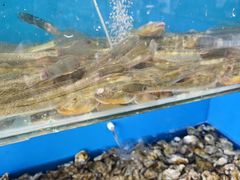 -港畔赶海蒸汽海鲜烧烤自助(仙螺岛店)