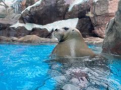 -海合安成都极地海洋公园