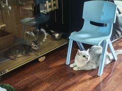 -全心全意连锁动物医院·微创中心·内科急重症·心脏专科(丰管路店)