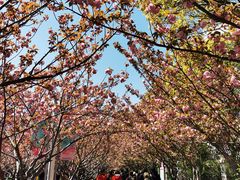 -高东镇樱花园