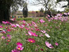 -天适樱花悠乐园