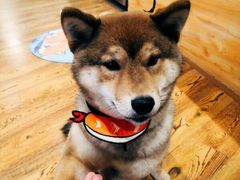 -柴务处·柴犬主题狗咖