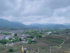 -龙坞茶村