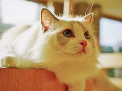 -CAT’S MEWSTAR CAFE·喵星球猫屋(晴湾咖啡店)