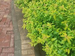 -黑龙江省森林植物园