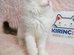 -十年猫舍·猫咪专门店(普陀店)