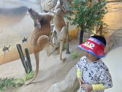 -西霞口神雕山野生动物世界