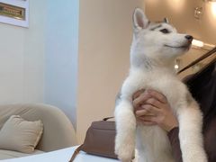 -怪兽屋·羊驼·猫咖·狗咖(俊华广场店)