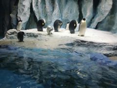 -帝企鹅自助餐厅•儿童岛•真企鹅(长隆企鹅酒店)