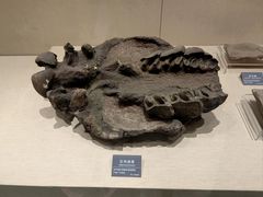 -安徽省地质博物馆